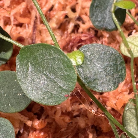 Ficus sp. from Sabah [R0516-01]