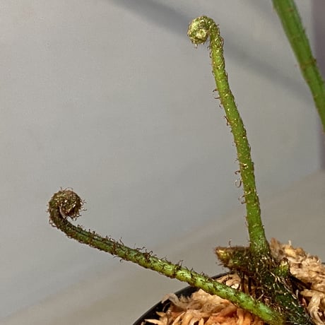 Microsorium sp. from Saripoi [LA0515-02] ①
