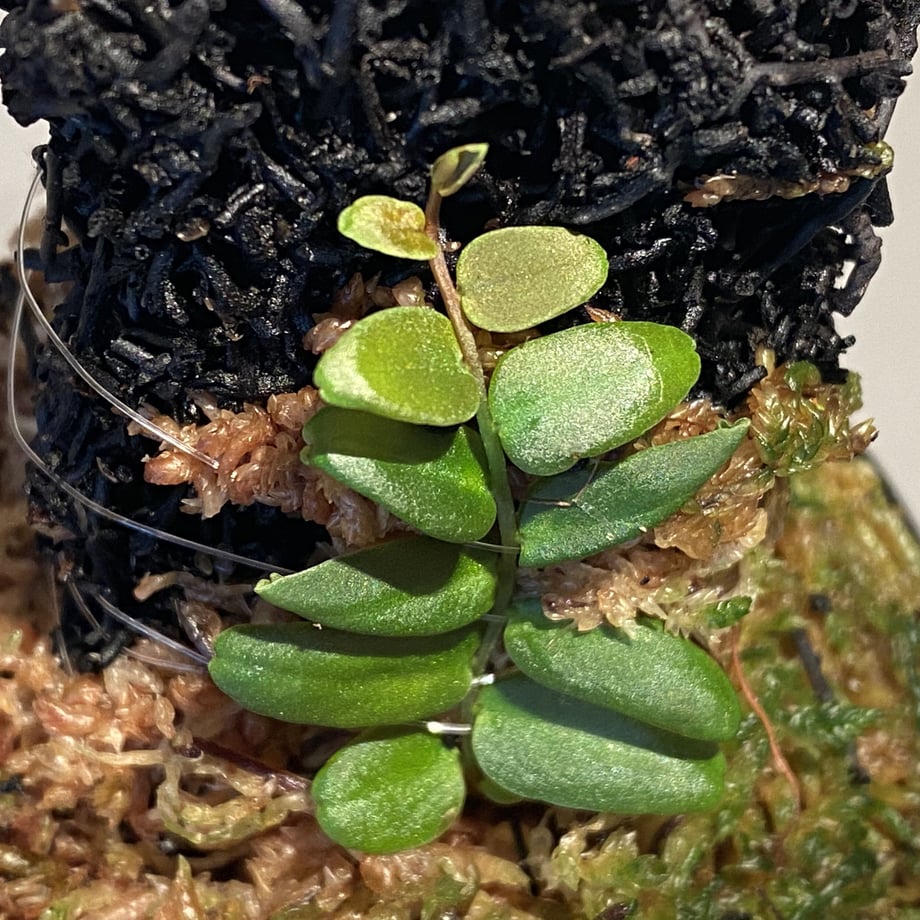 5f5497981829cd30d5df27b6