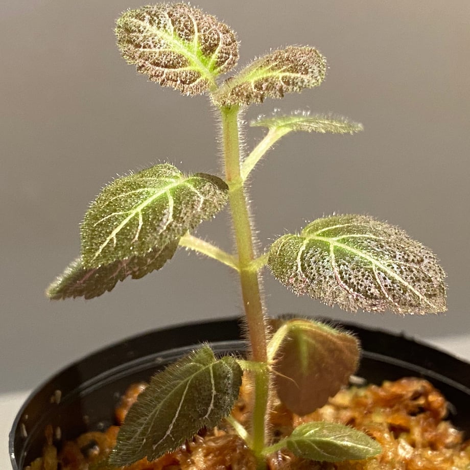 5f3a49d9d3f1672acdabd6cd