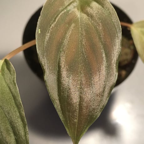 Homalomena sp. from Sekadau