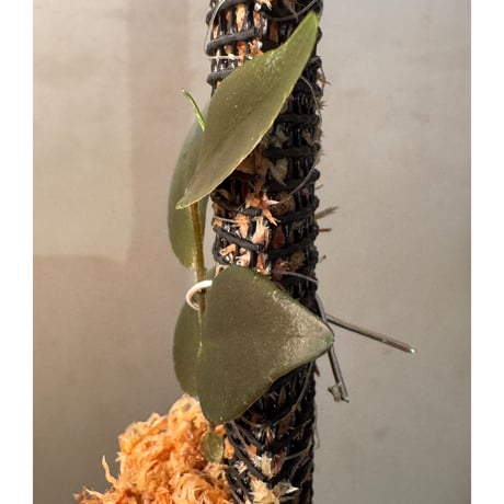 Marcgravia sp. "Azreal"