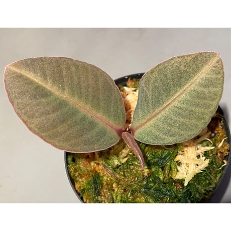 Ardisia sp. from Saripoi [LA0515-02]
