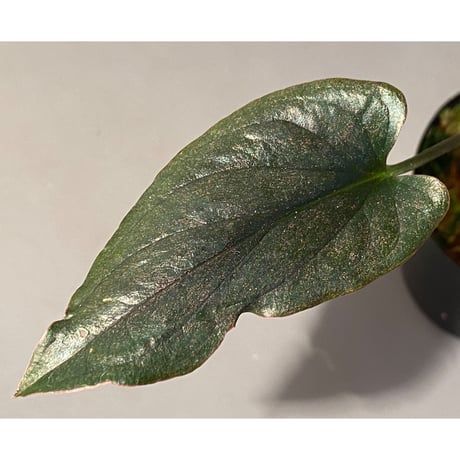 Syngonium sp. from Choco Colombia [tanakay]