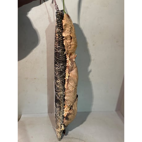 Drynaria bonii from Laos