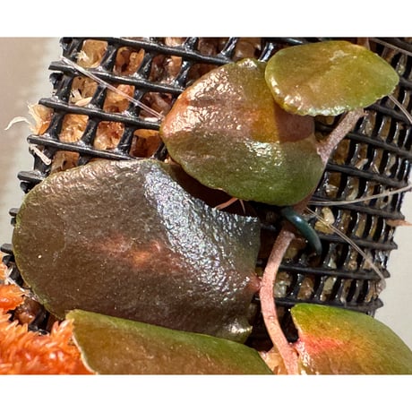 Marcgravia sp. from Tarapoto Peru