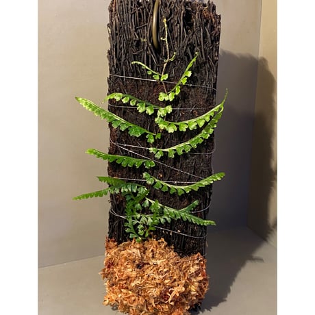 (大株) Teratophyllum aculeatum from Nanga pinoh [TB]