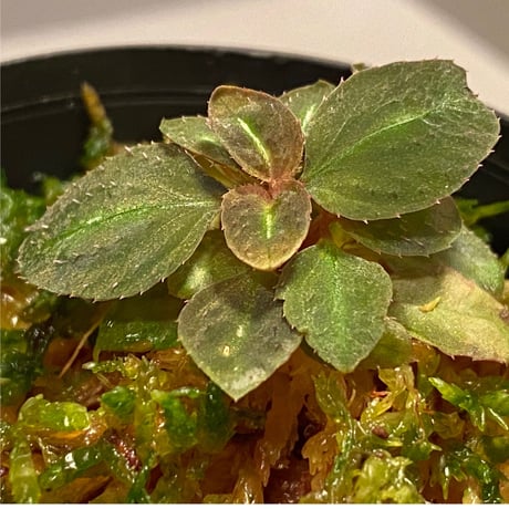 Sonerila pulchella