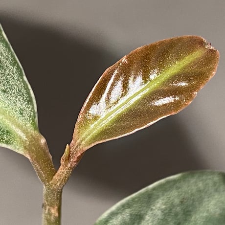 Ardisia sp. "GN. Saran" Kayulapis Kalimantan barat [TB]