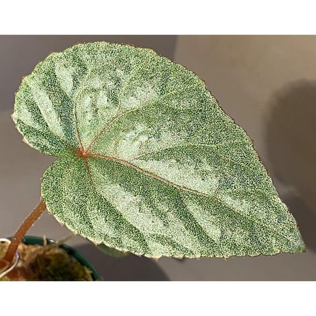 Begonia sp. from Ha Noi [TK140617]