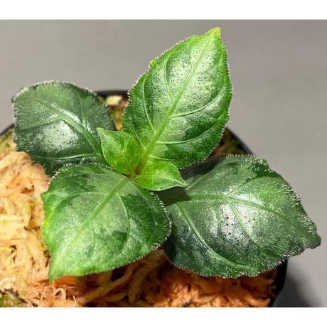 Gymnostachyum sp. from Aceh sumatera [LA1116-02]