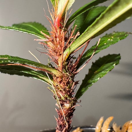 Sauvagesia serrata from West Kalimantan ②