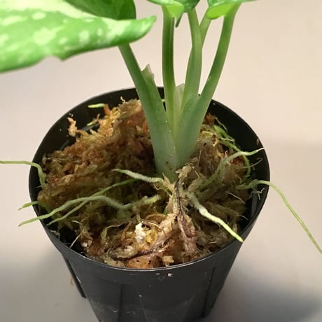 Schismatoglottis Rongisupata from West Kalimantan [KN]