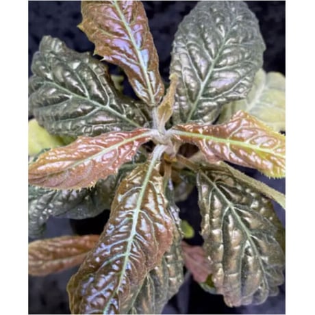 Ardisia sp. from Bengkulu [LA0315-1]