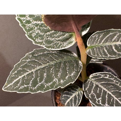 Ardisia sp. from Raub Pahang