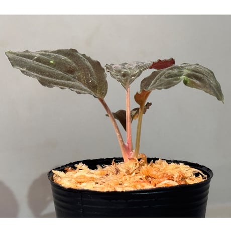 Homalomena sp. "Red leaf" from Kalbar [AZ0823-2] ①