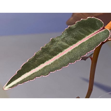 Labisia pumila from Solok sumatera [LA0616-03]