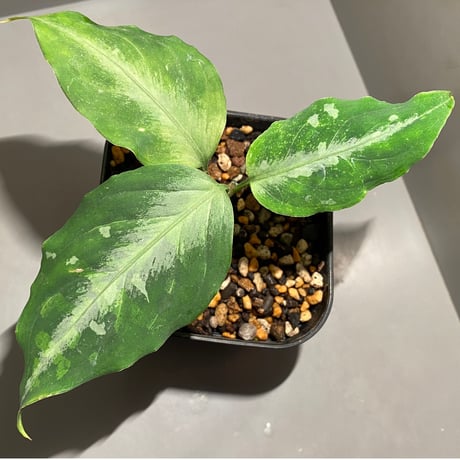 Aglaonema pictum tricolor from Aceh sumatera [LA0913-M2]