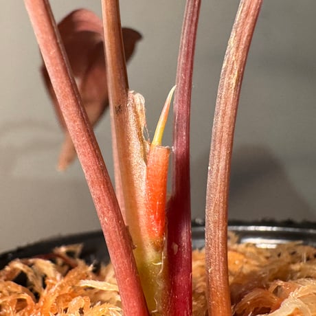 Homalomena sp. "Black Form" ピクタ