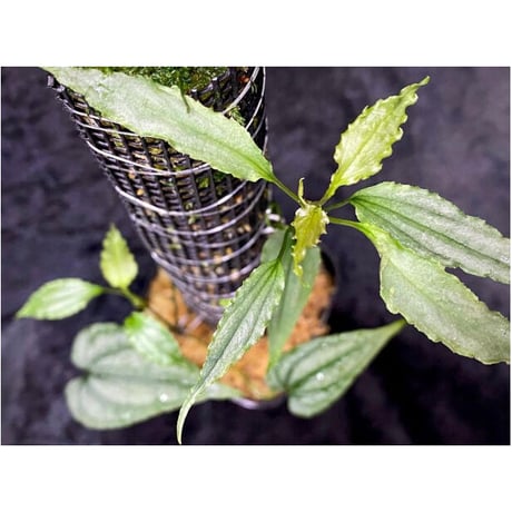 Cissus sp. "Padang" Sumatra barat [TB]