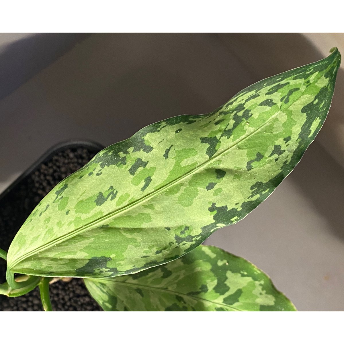 Aglaonema pictum 現地便 [KZT] | Ｍ・Ｒ・Ｇ・Ｒ