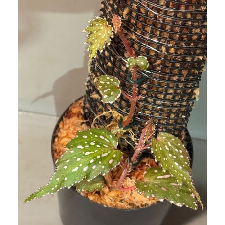 ベゴニア | STORES