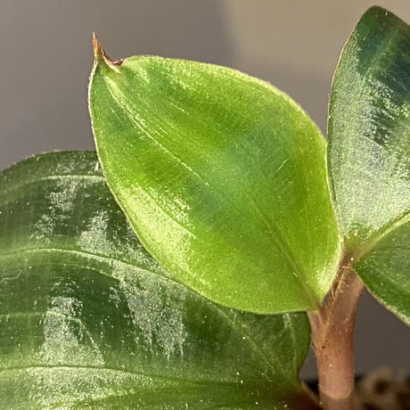 Geogenanthus undatus from Tarapoto Peru [tanakay]