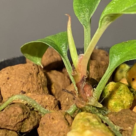 Homalomena sp. from Padang sumatera [LA0117-02]