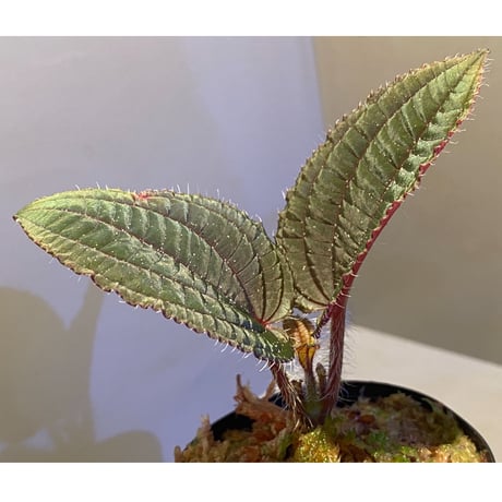Phyllagathis sp. from Cao Bang Viet Nam [R1217-02]