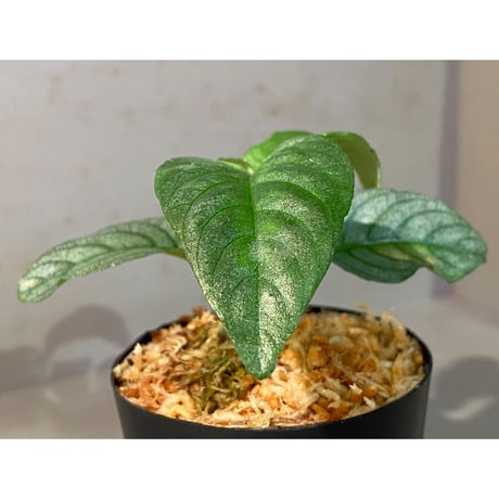 Ophiorrhiza? sp. "Kab. Sanggau" Kal barat [TB]