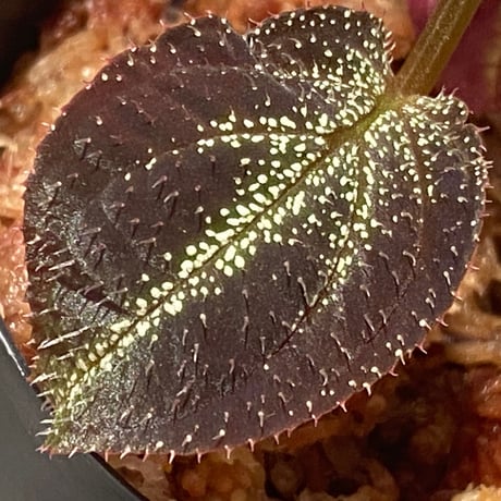 Sonerila sp. from Phitsanulok