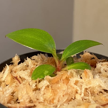 Philodendron sp. "Red Congo Compacta" ②