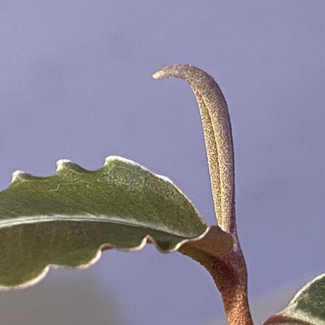 Labisia pumila from Cameron Highlands