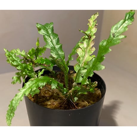 Microsorum sp. Short Dragon Tail