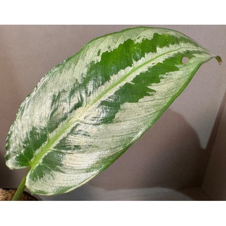 Schismatoglottis sp. from China [カミハタ]