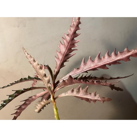 Labisia sp. from Jambi Sumatera