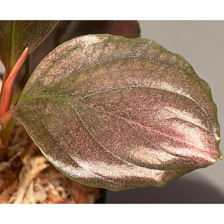 Rhodospatha sp. from Ecuador [tanakay]
