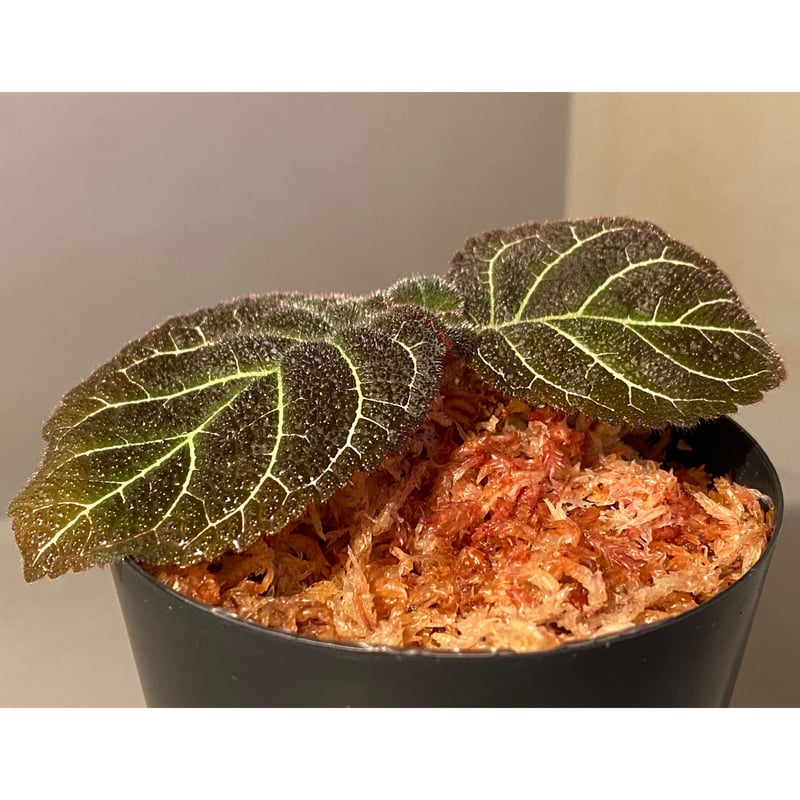 Pearcea hypocyrtiflora from Rio Napo Ecuador [t