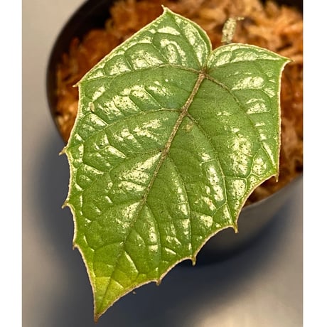 Pterisanthes sp. from Sabah-1 [R0515-01a]