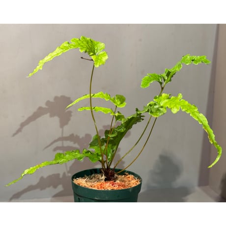Tectaria sp. from Aceh sumatera [LA1012-00]