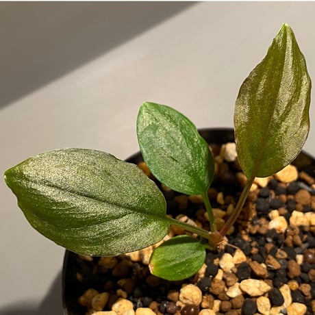 Homalomena sp. from Solok sumatera [LA0315-2]