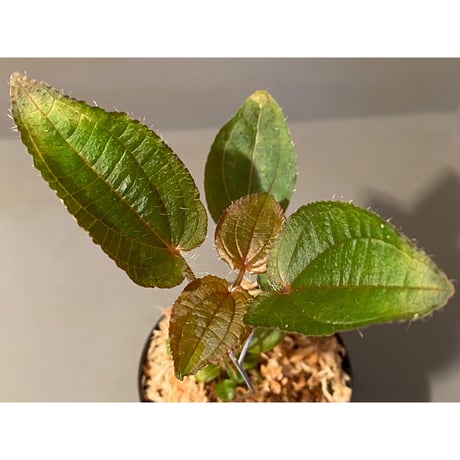 Phyllagathis sp. from Cao Bang Viet Nam [R1217-02]