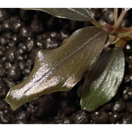 Bucephalandra sp. "AW No1" from Kalimantan barat [AZ0420-5]