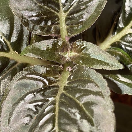 Nautilocalyx pallidus