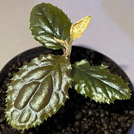 Ardisia sp. (実生) from Bengkulu [LA0315-1]