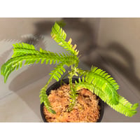 Selaginella sp. from Landak West Kalimantan
