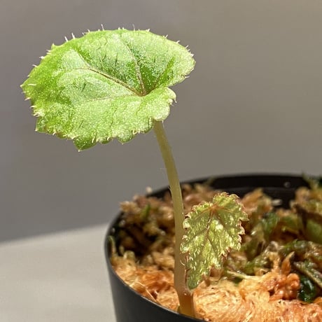 Begonia sp. from Ha Noi [TK140617]