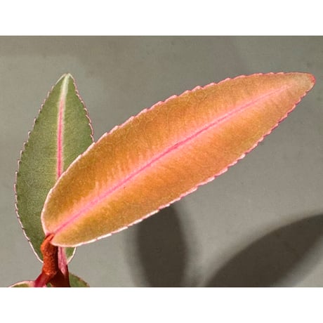 Labisia sp. from Kapuas hulu Kalimantan barat