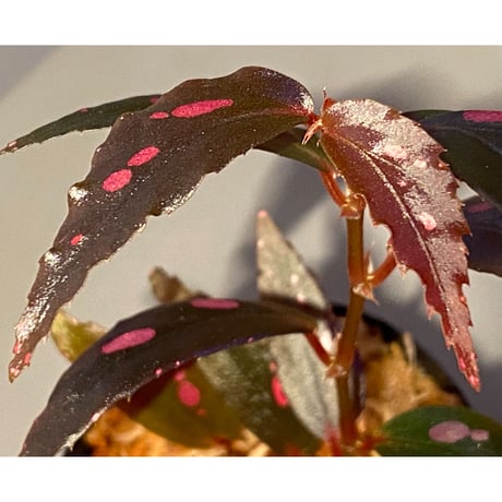 Begonia sp. from Julau [R1214-01b]