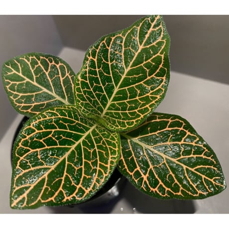Argostemma neurocalyx from Riau sumatera [LA0815-02]